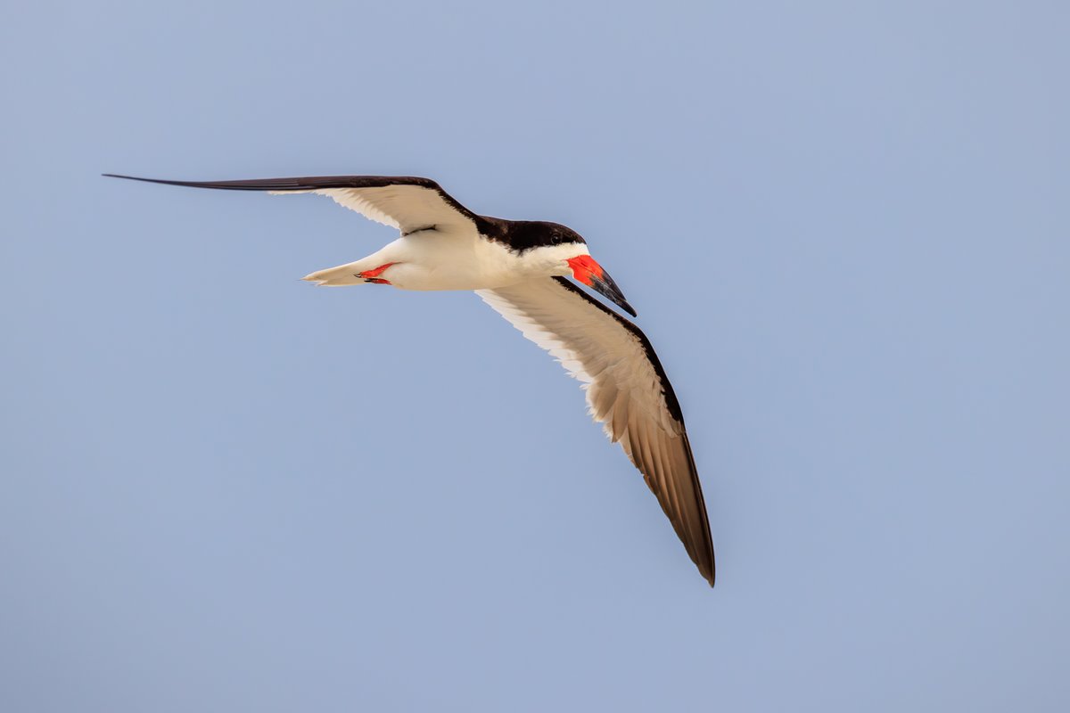 Black Skimmer