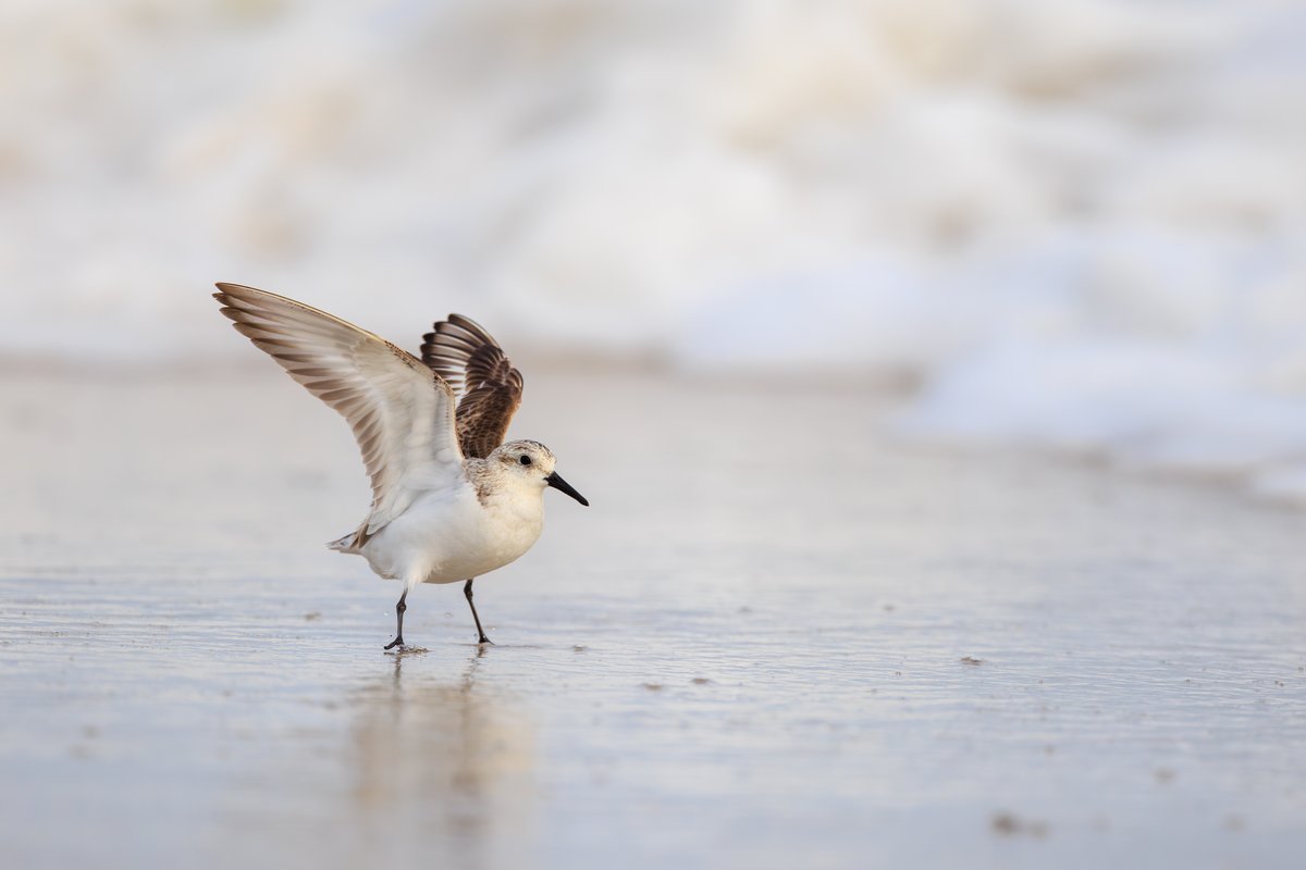 Sanderling