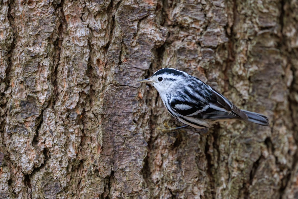 Black-and-white Warbler