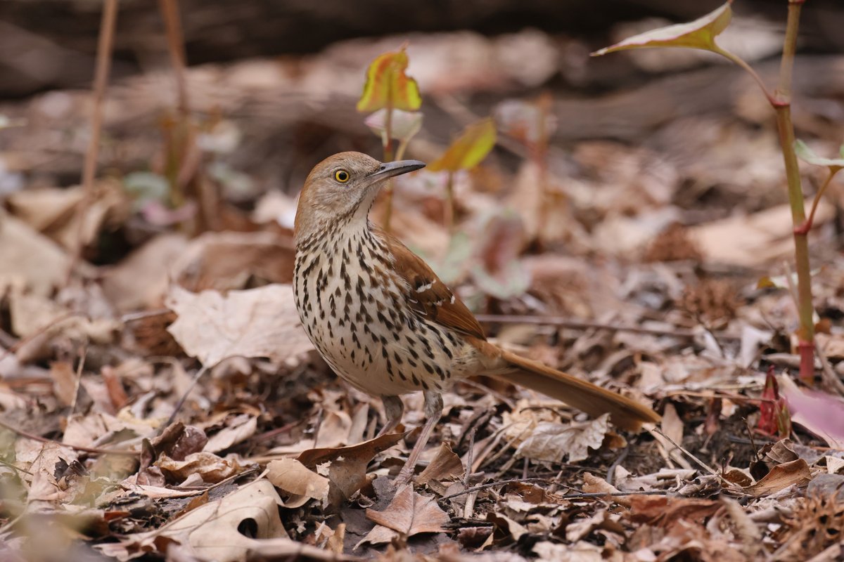 Brown Thrasher