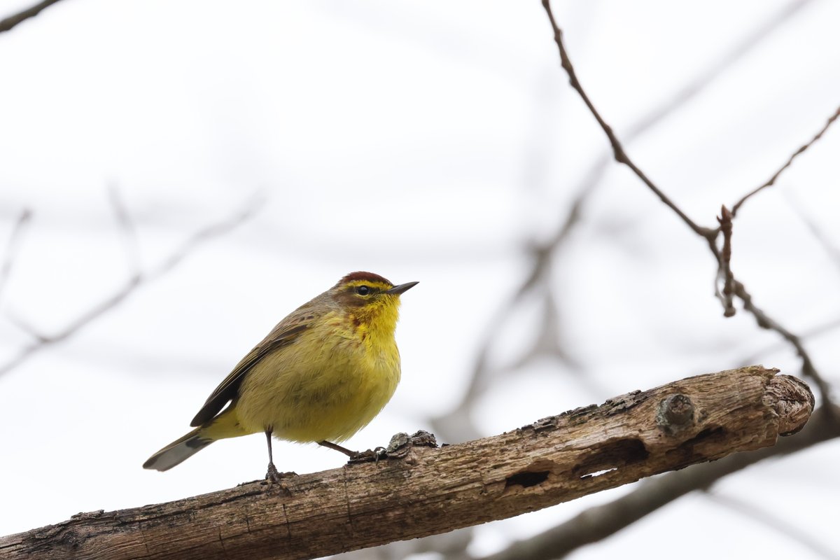 Palm Warbler