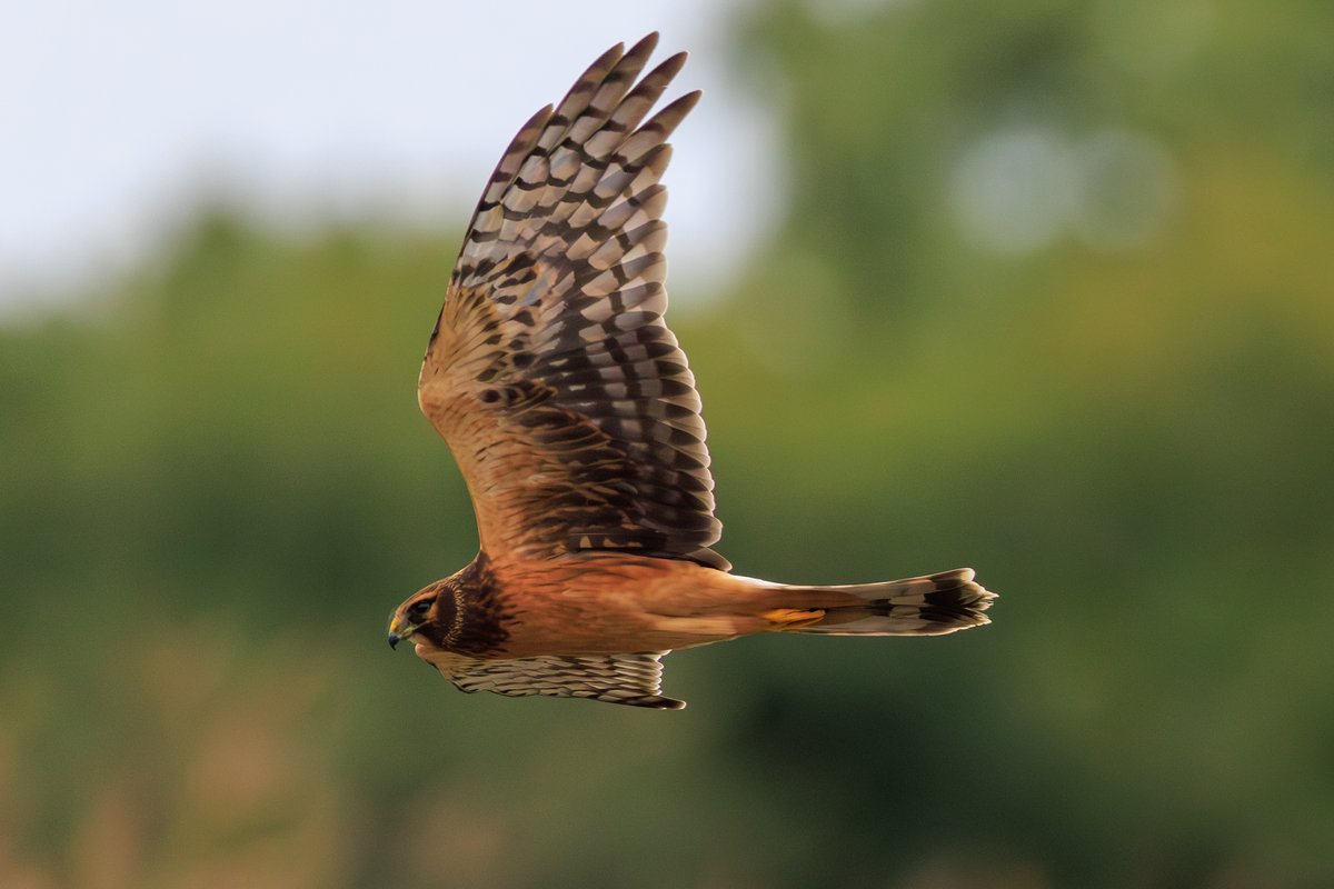 Northern Harrier