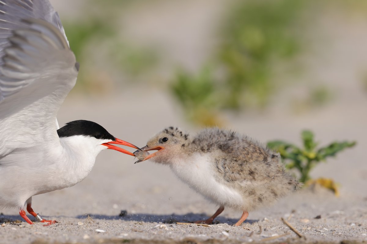 Common Tern