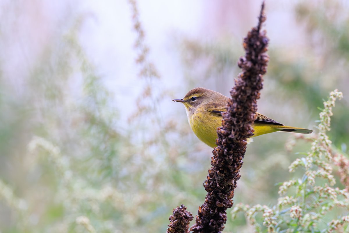 Palm Warbler