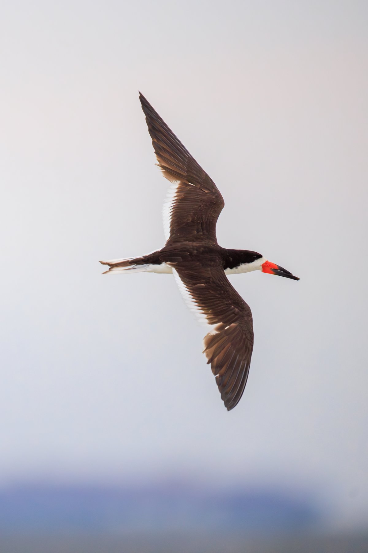 Black Skimmer