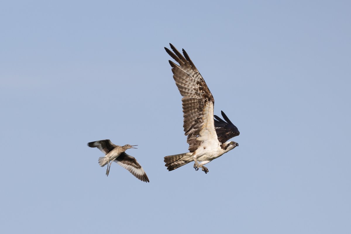Osprey