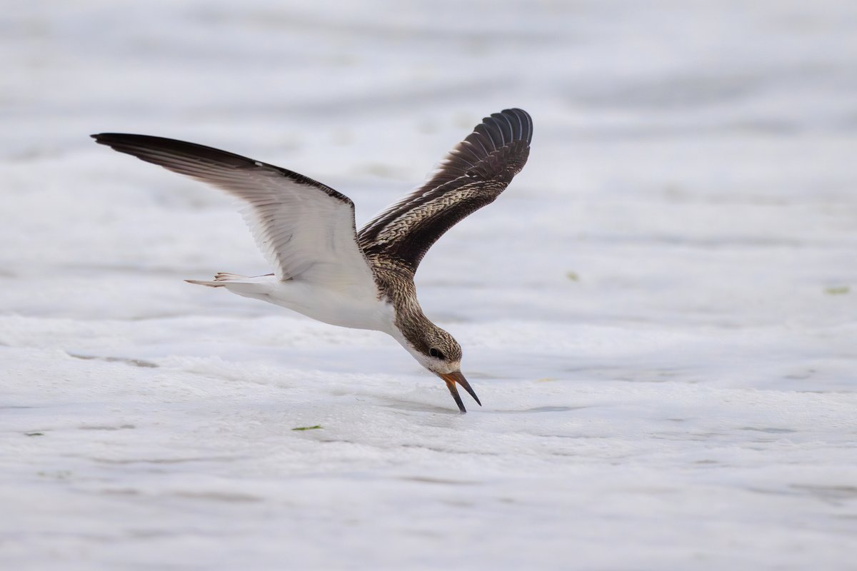 Black Skimmer