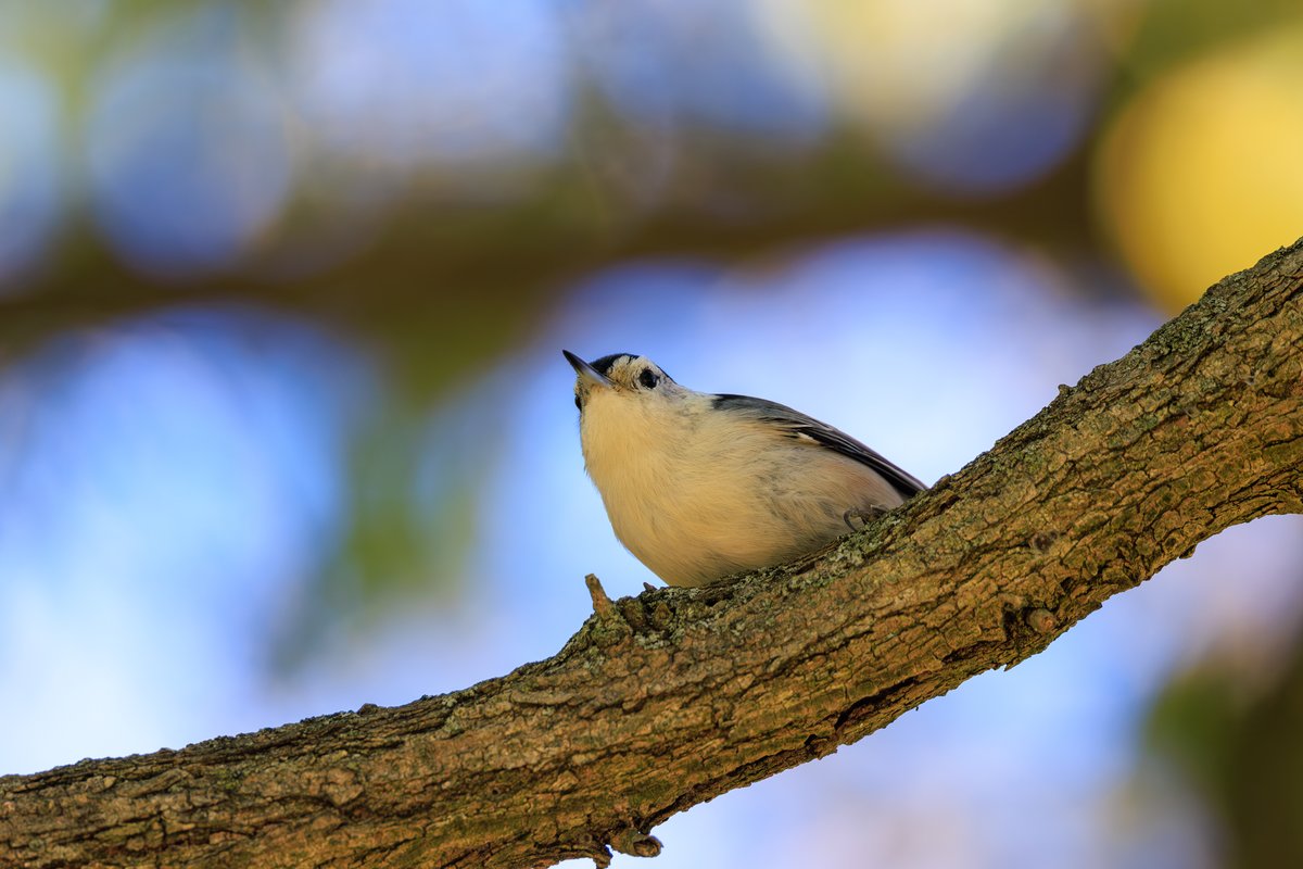 White-breasted Nuthatch