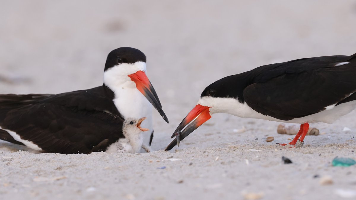 Black Skimmer