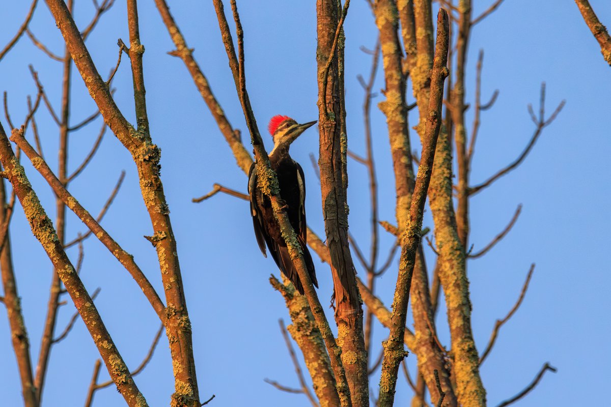 Pileated Woodpecker