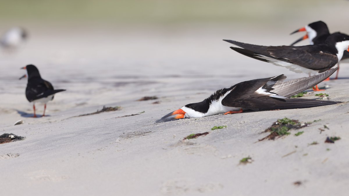 Black Skimmer