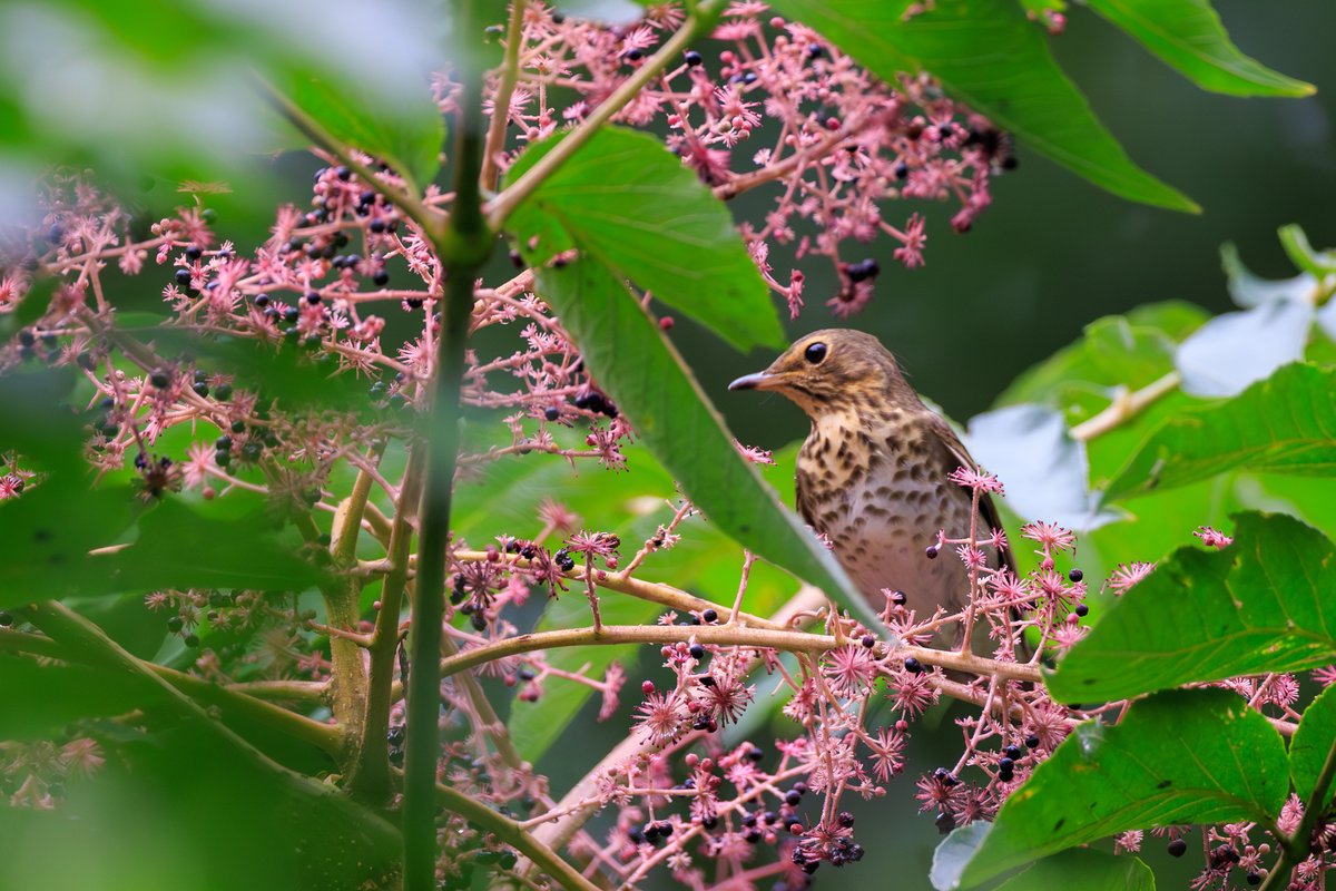 Swainson's Thrush