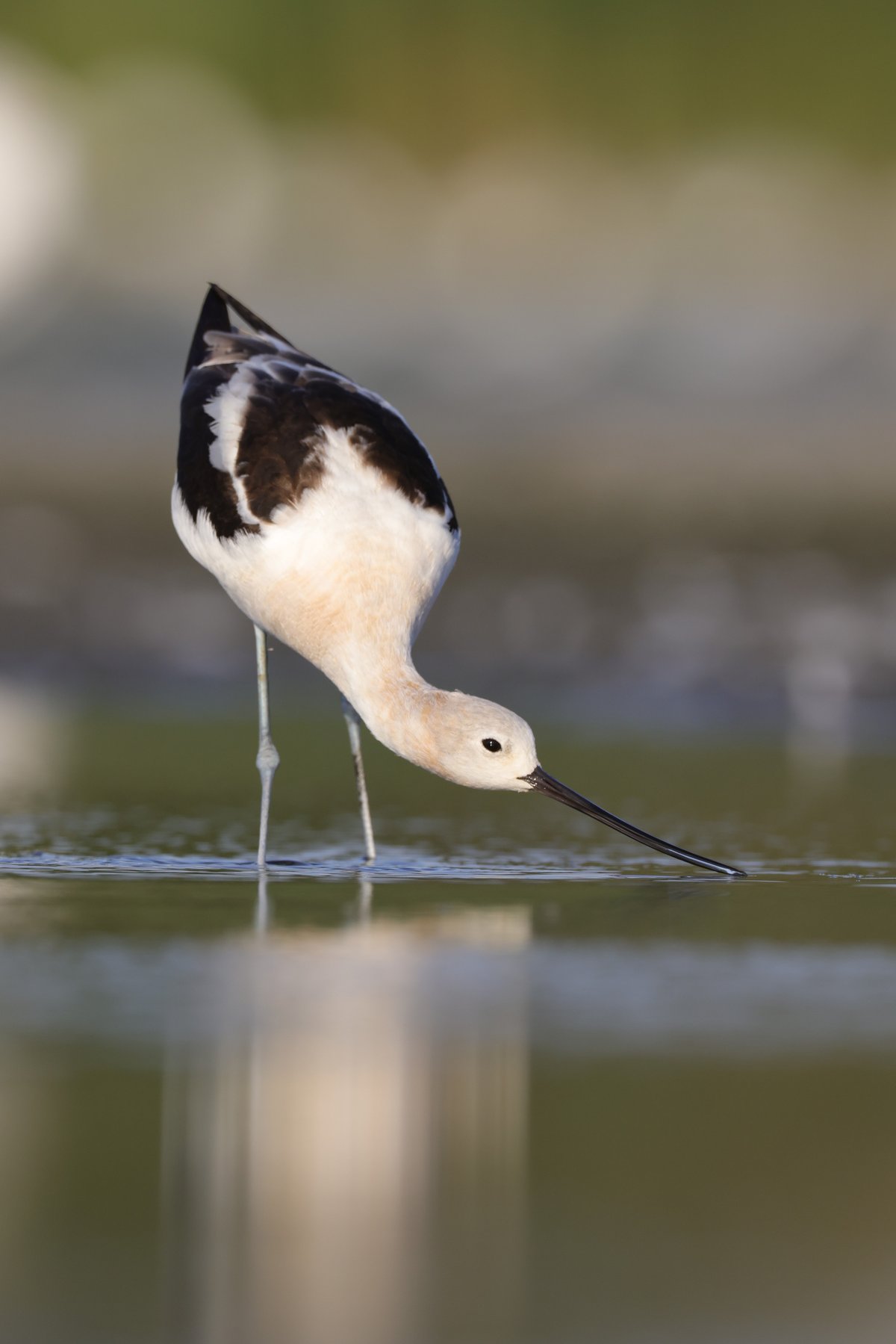American Avocet