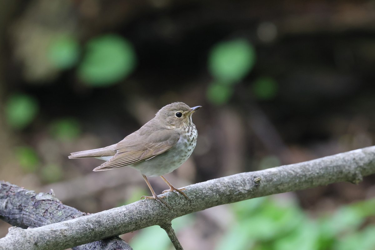 Swainson's Thrush