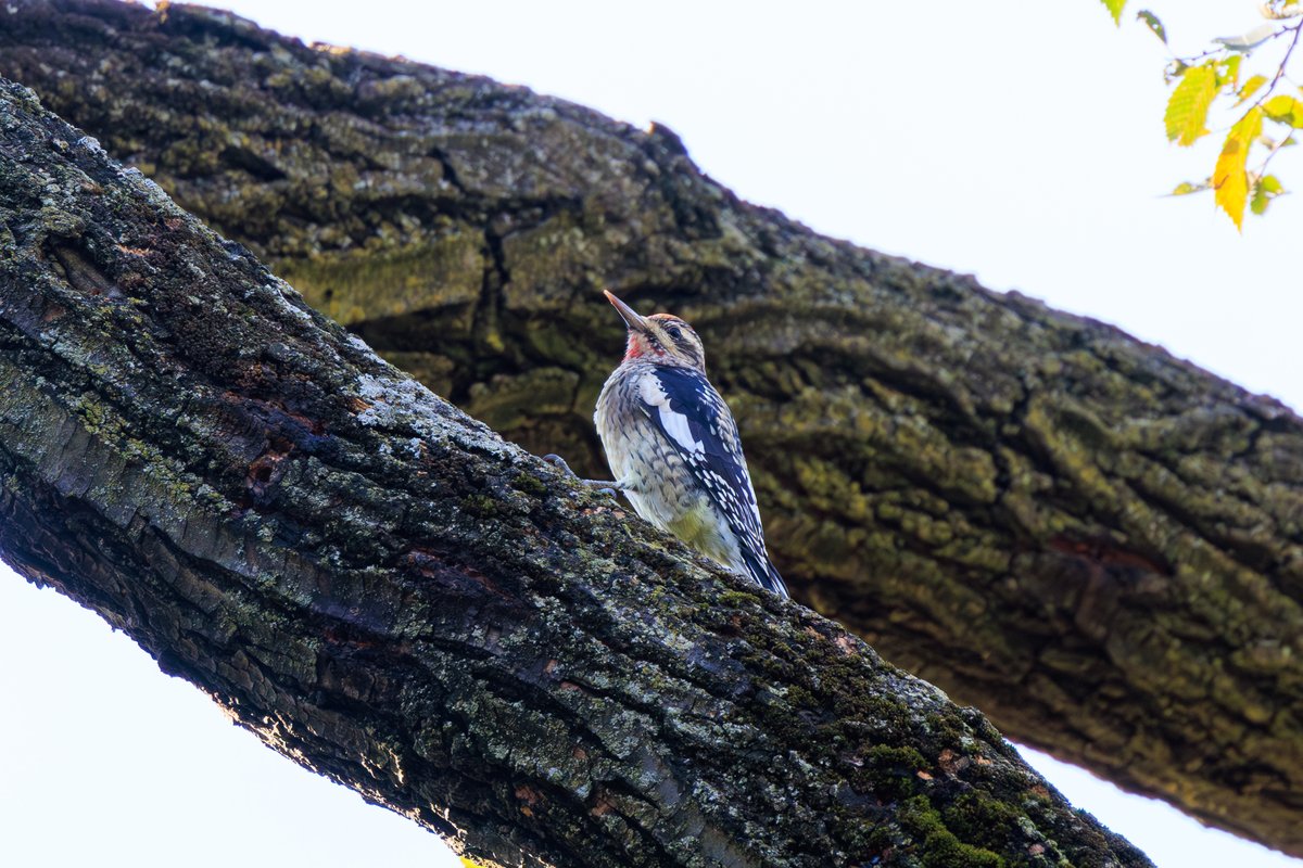 Yellow-bellied Sapsucker