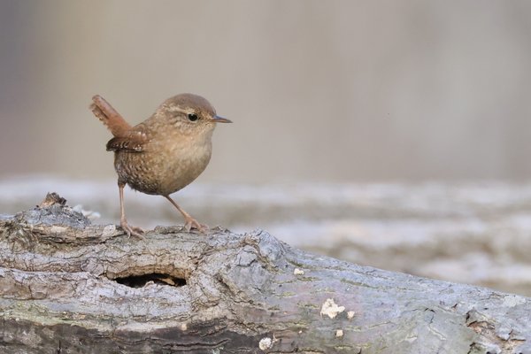 Winter Wren