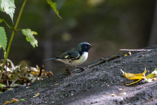 Black-throated Blue Warbler