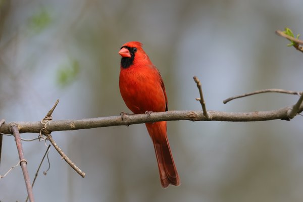 Northern Cardinal