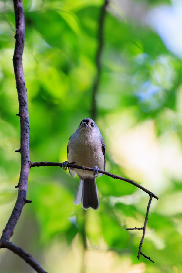 Tufted Titmouse