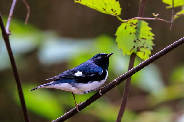 Black-throated Blue Warbler