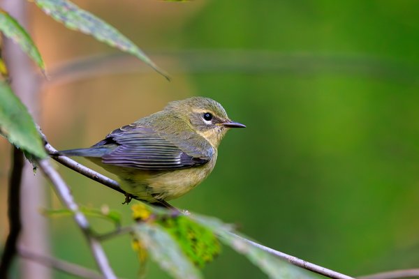 Black-throated Blue Warbler