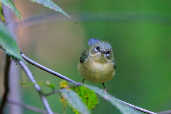Black-throated Blue Warbler