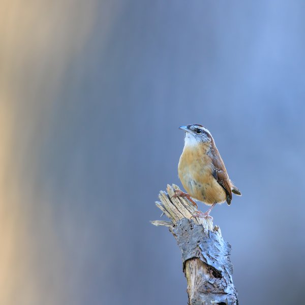 Carolina Wren