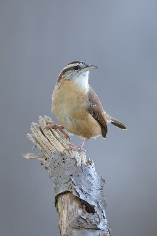 Carolina Wren