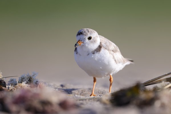 Piping Plover