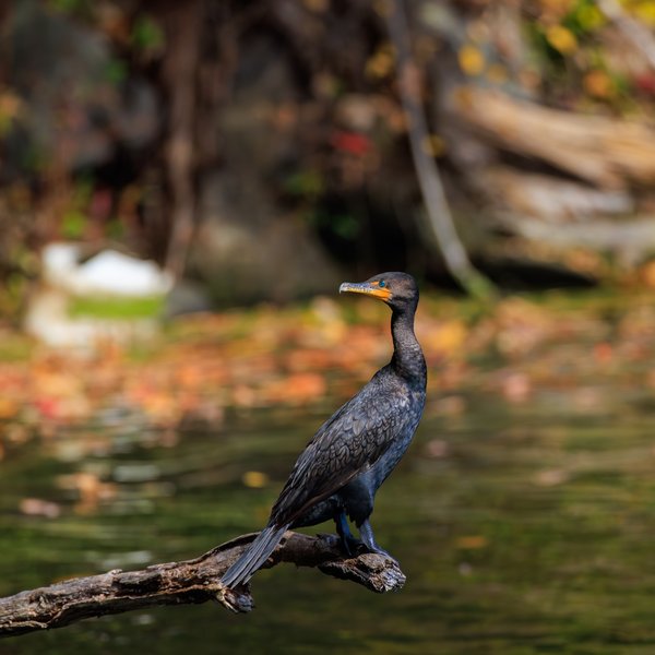 Cormorants & Pelicans