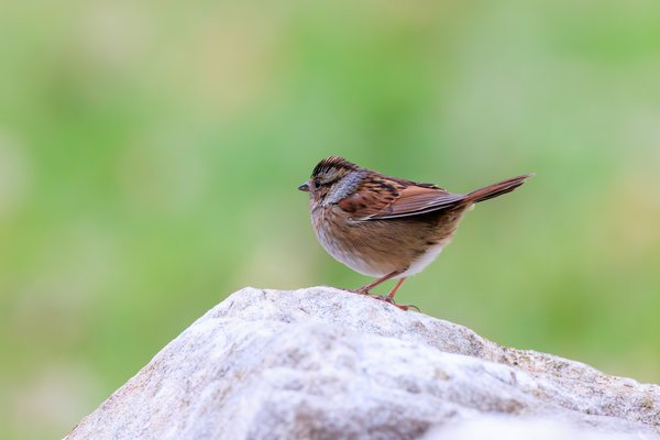 Sparrows