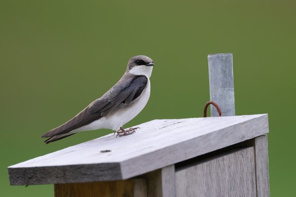 Swallows & Swifts