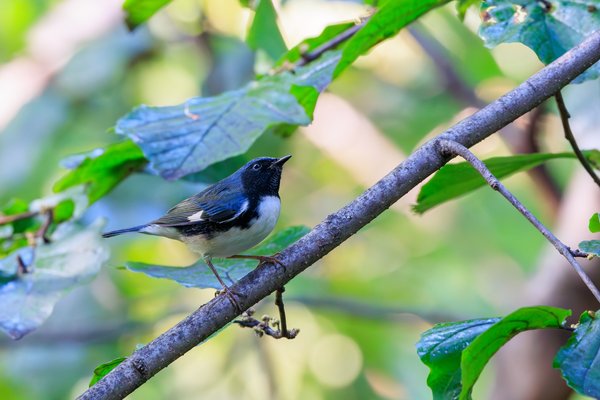 Black-throated Blue Warbler