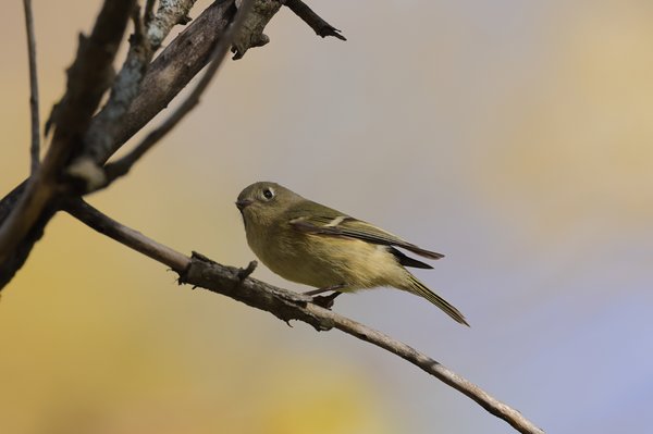 Ruby-crowned Kinglet