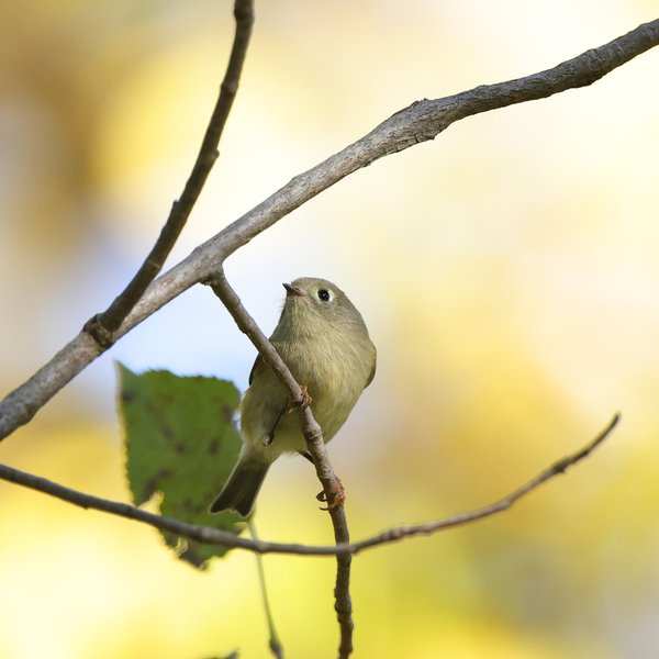 Ruby-crowned Kinglet