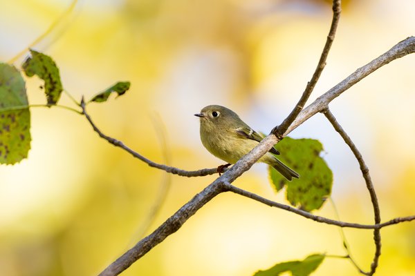 Ruby-crowned Kinglet
