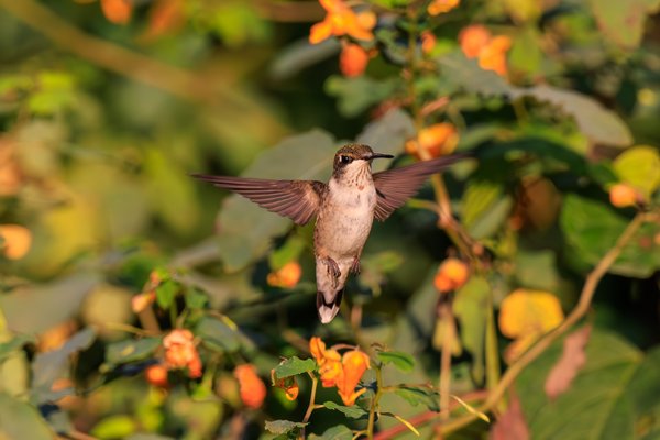 Hummingbirds