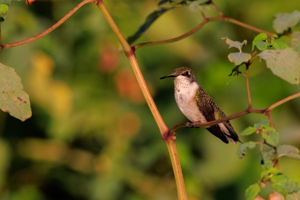 Ruby-throated Hummingbird