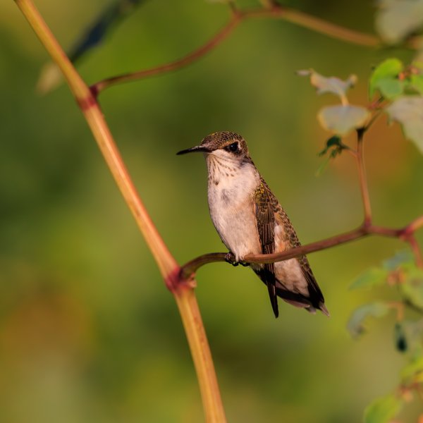 Ruby-throated Hummingbird