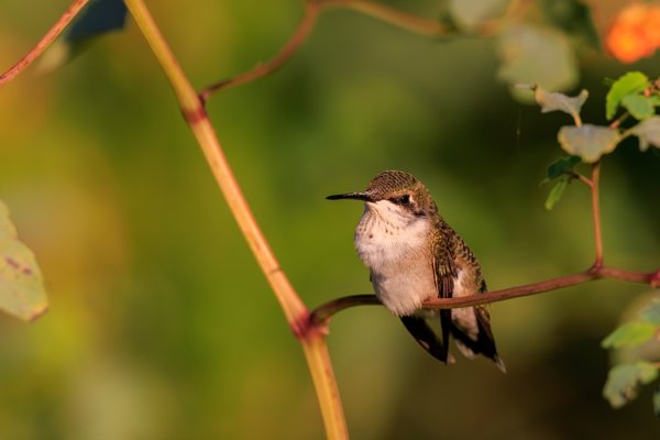 Ruby-throated Hummingbird