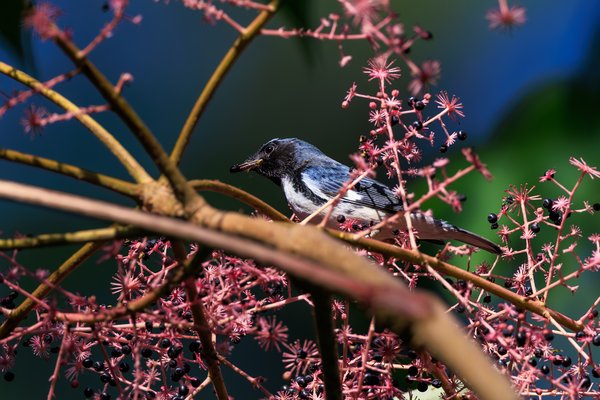 Black-throated Blue Warbler