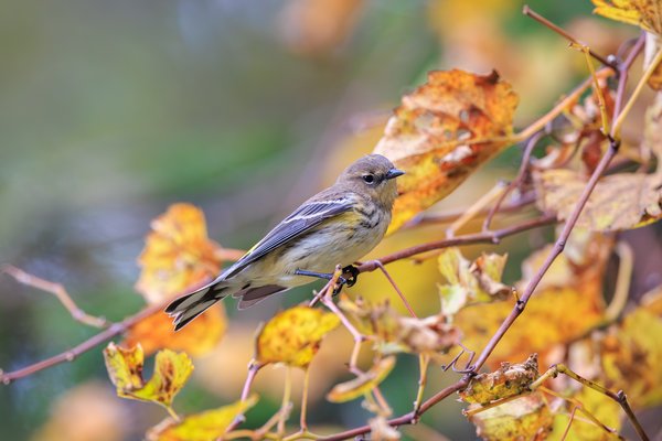 Yellow-rumped Warbler