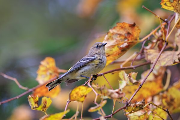 Yellow-rumped Warbler