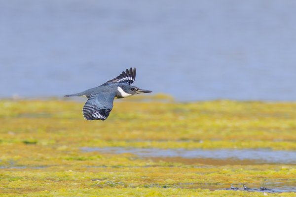 Kingfishers & Bee-eaters