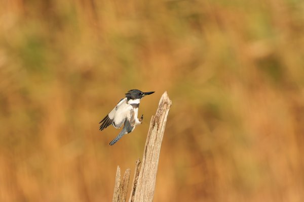 Belted Kingfisher
