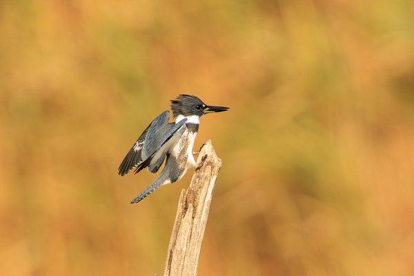 Belted Kingfisher