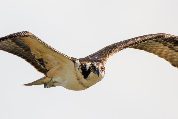 Osprey