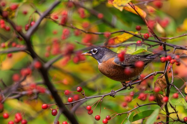 American Robin