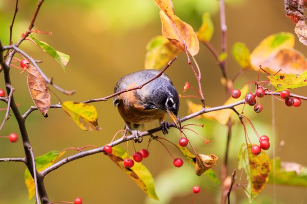 American Robin
