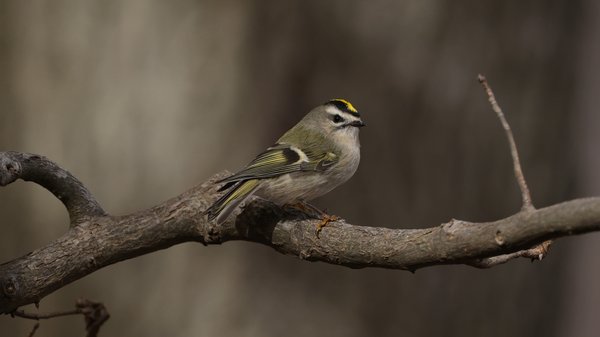 Golden-crowned Kinglet